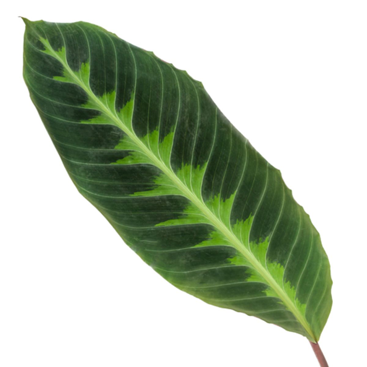 Calathea Warscewiczii - 100 cm