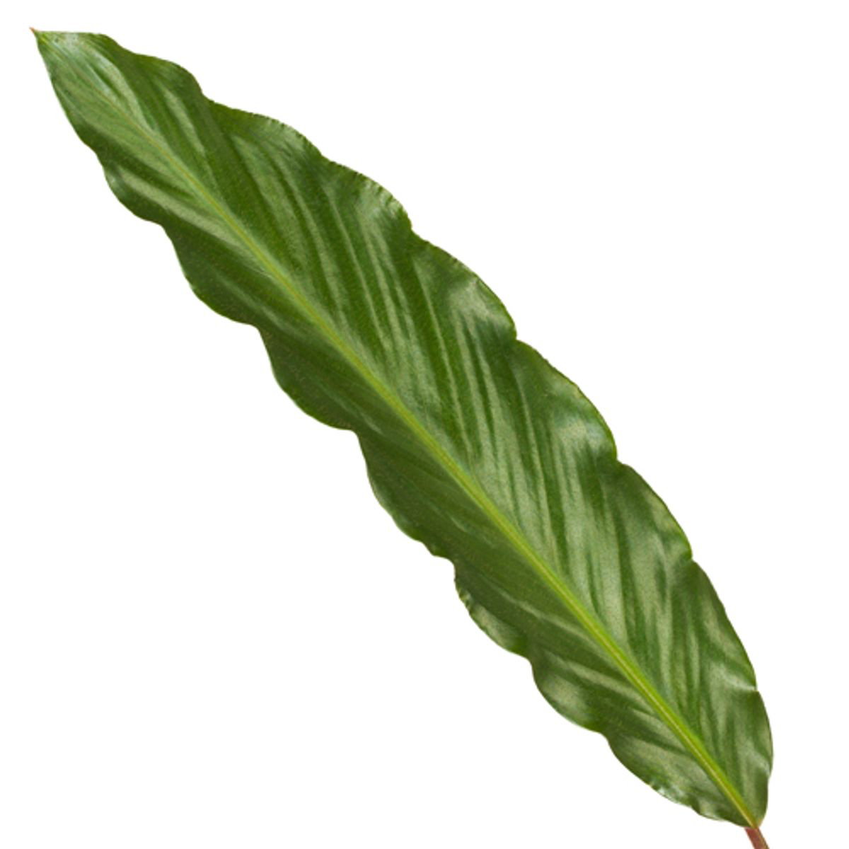 Calathea Wavestar - 80 cm