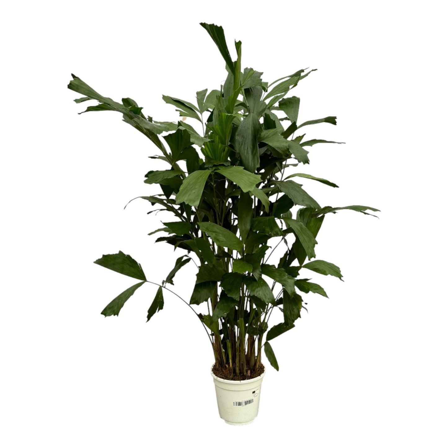 Caryota Mitis - 130 cm