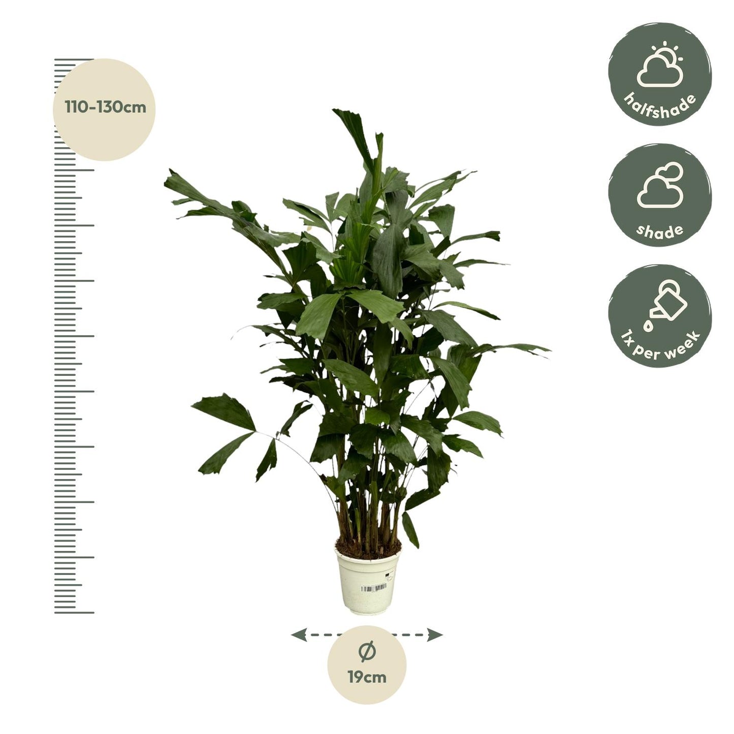 Caryota Mitis - 130 cm