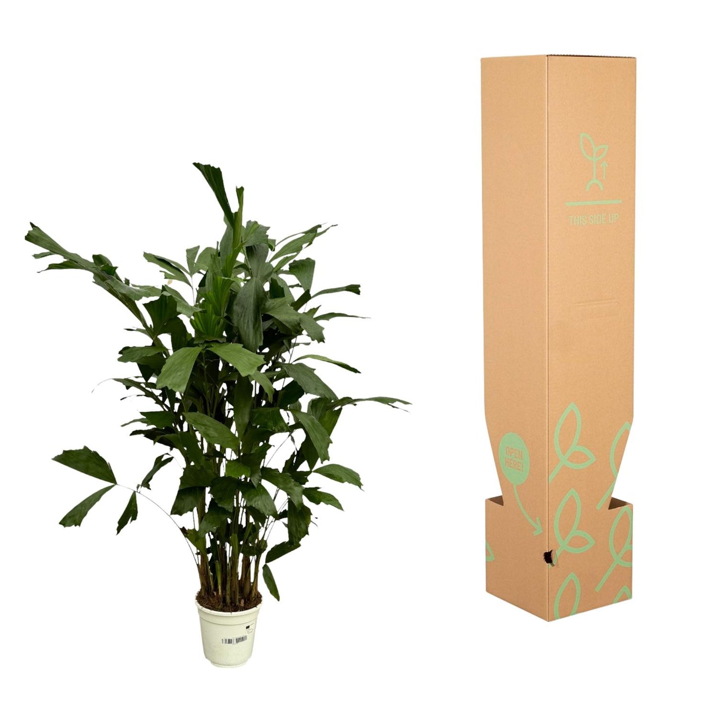 Caryota Mitis - 130 cm