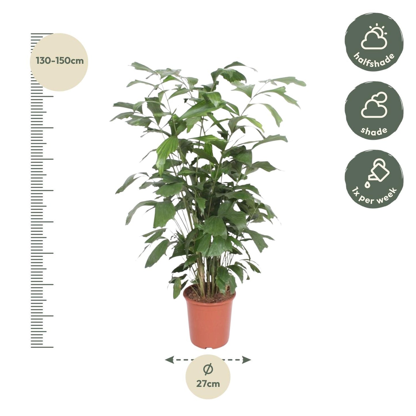 Caryota Mitis - 140 cm - Forest Plants