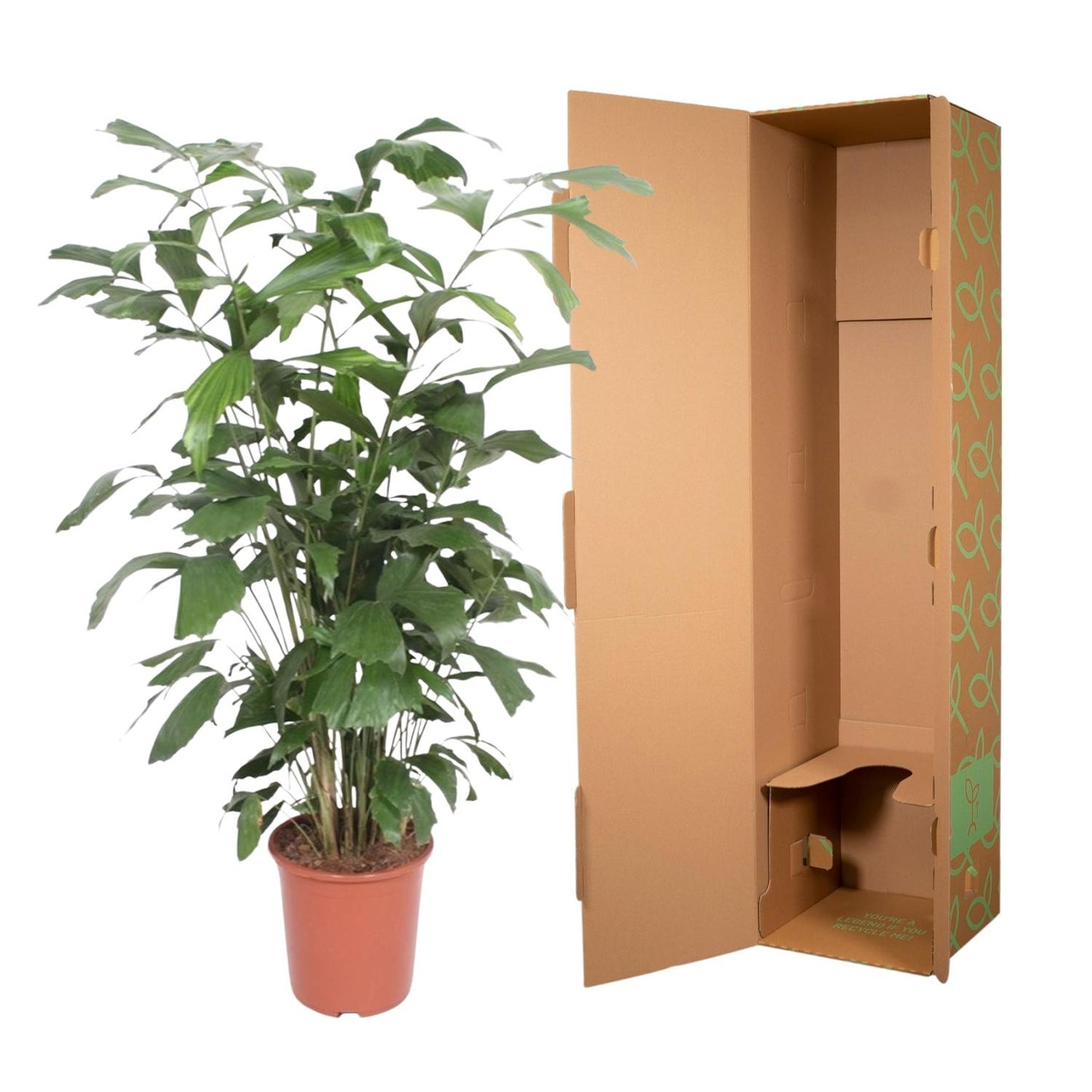 Caryota Mitis - 140 cm - Forest Plants