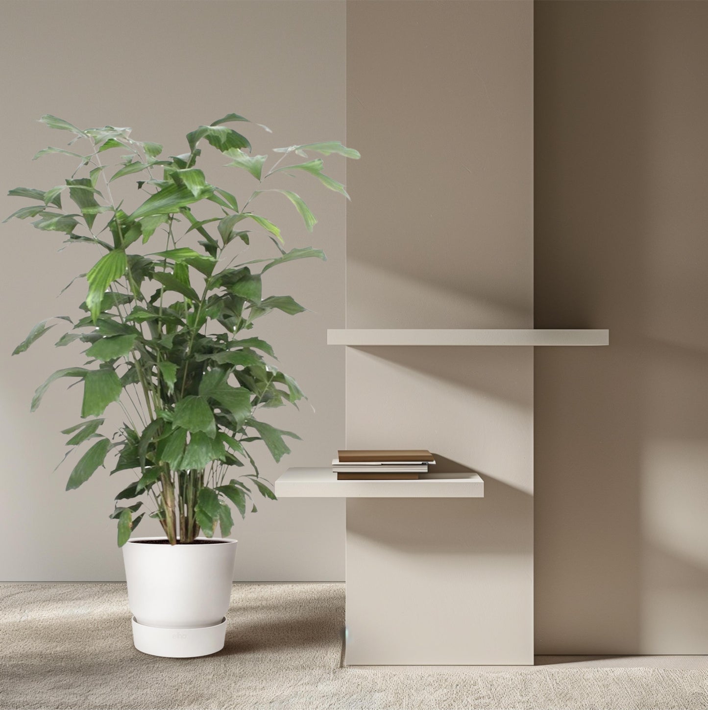 Caryota Mitis - 140 cm - Forest Plants