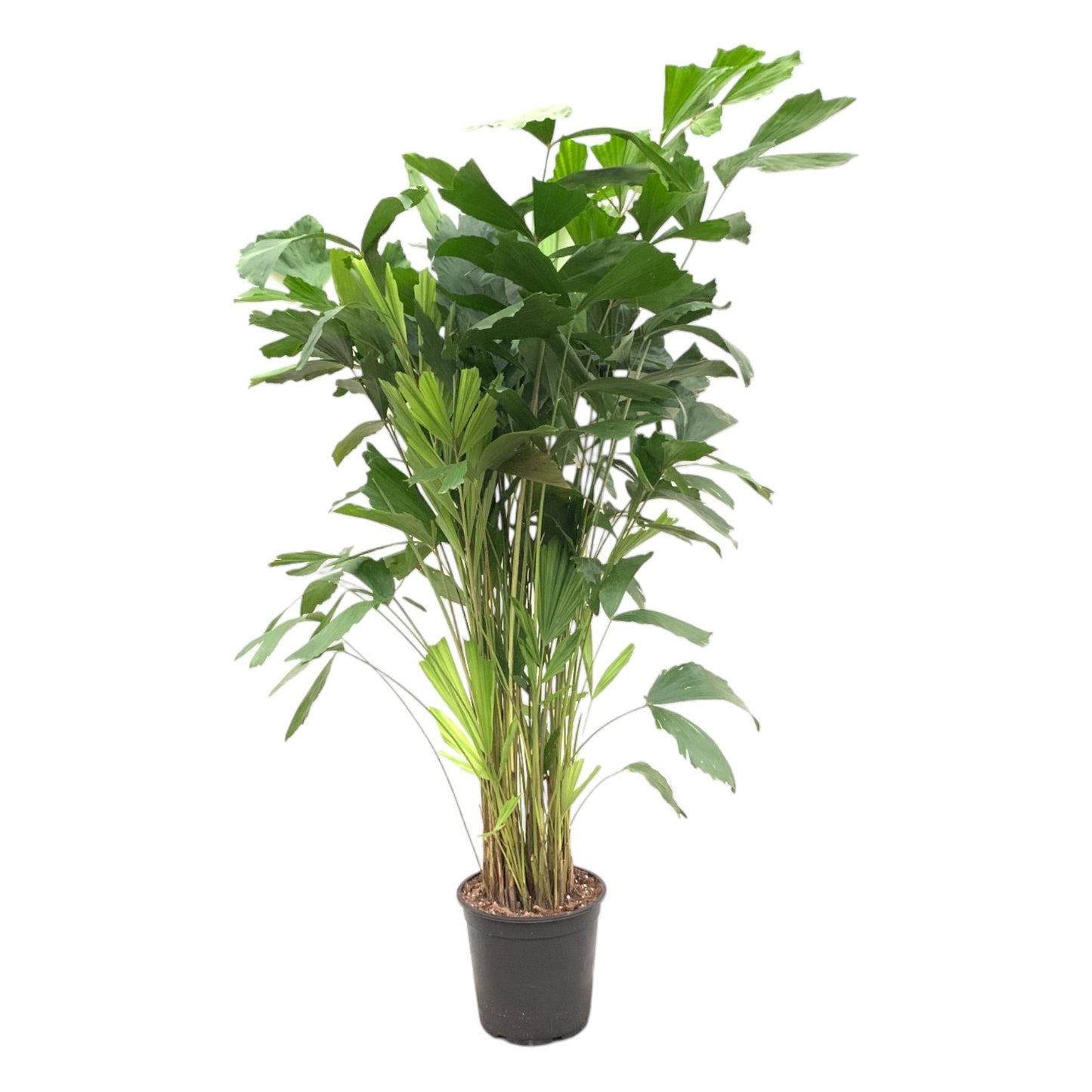 Caryota Mitis - 160 cm