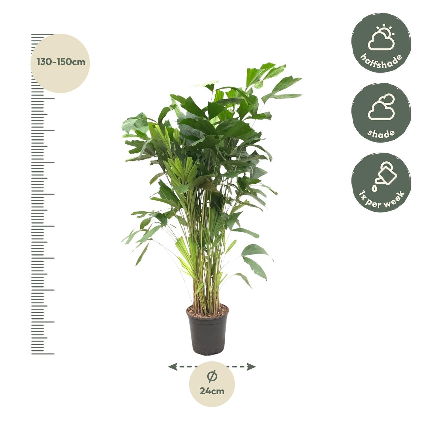 Caryota Mitis - 160 cm