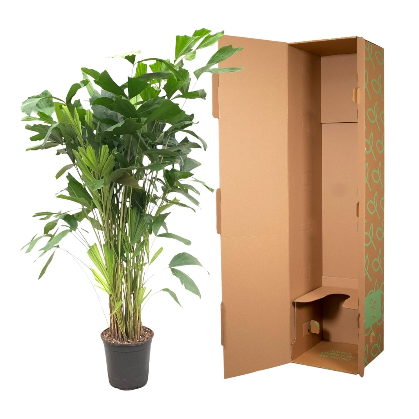 Caryota Mitis - 160 cm