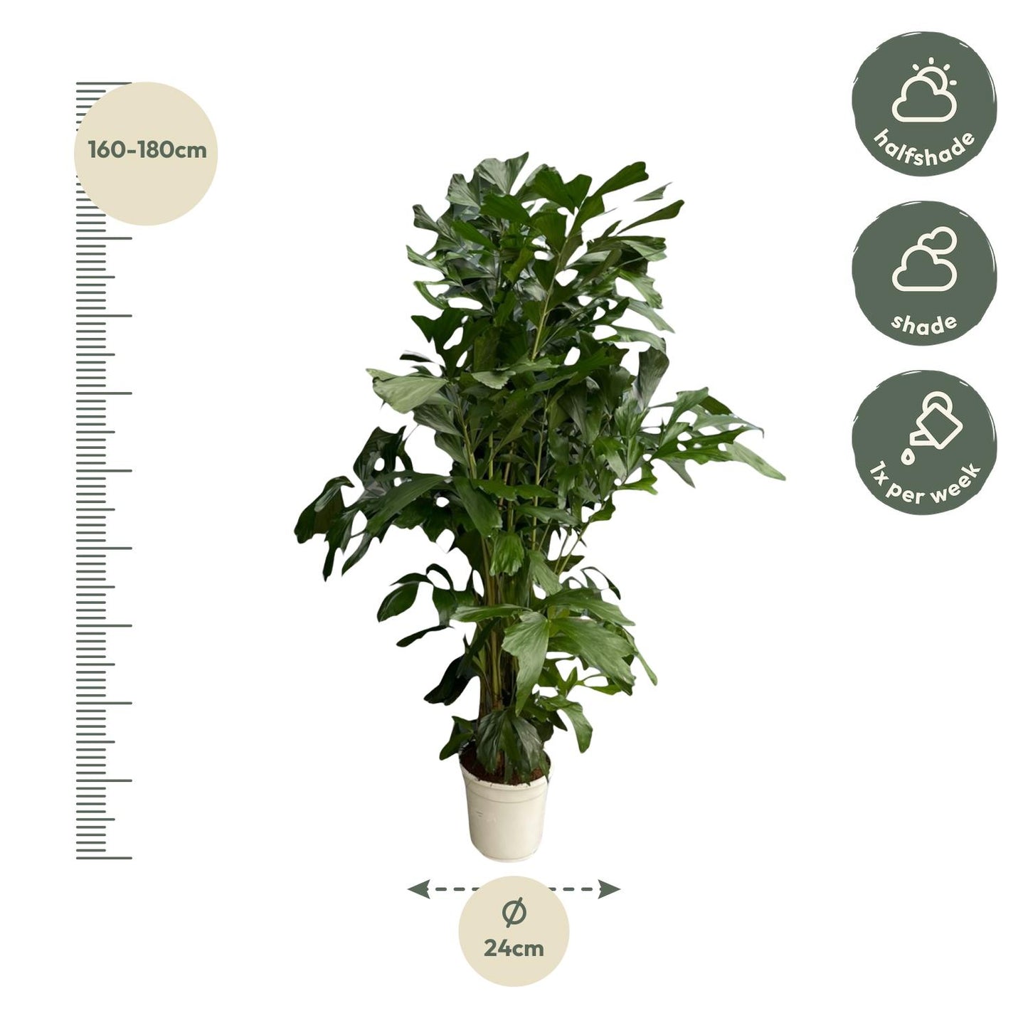 Caryota Mitis - 180 cm