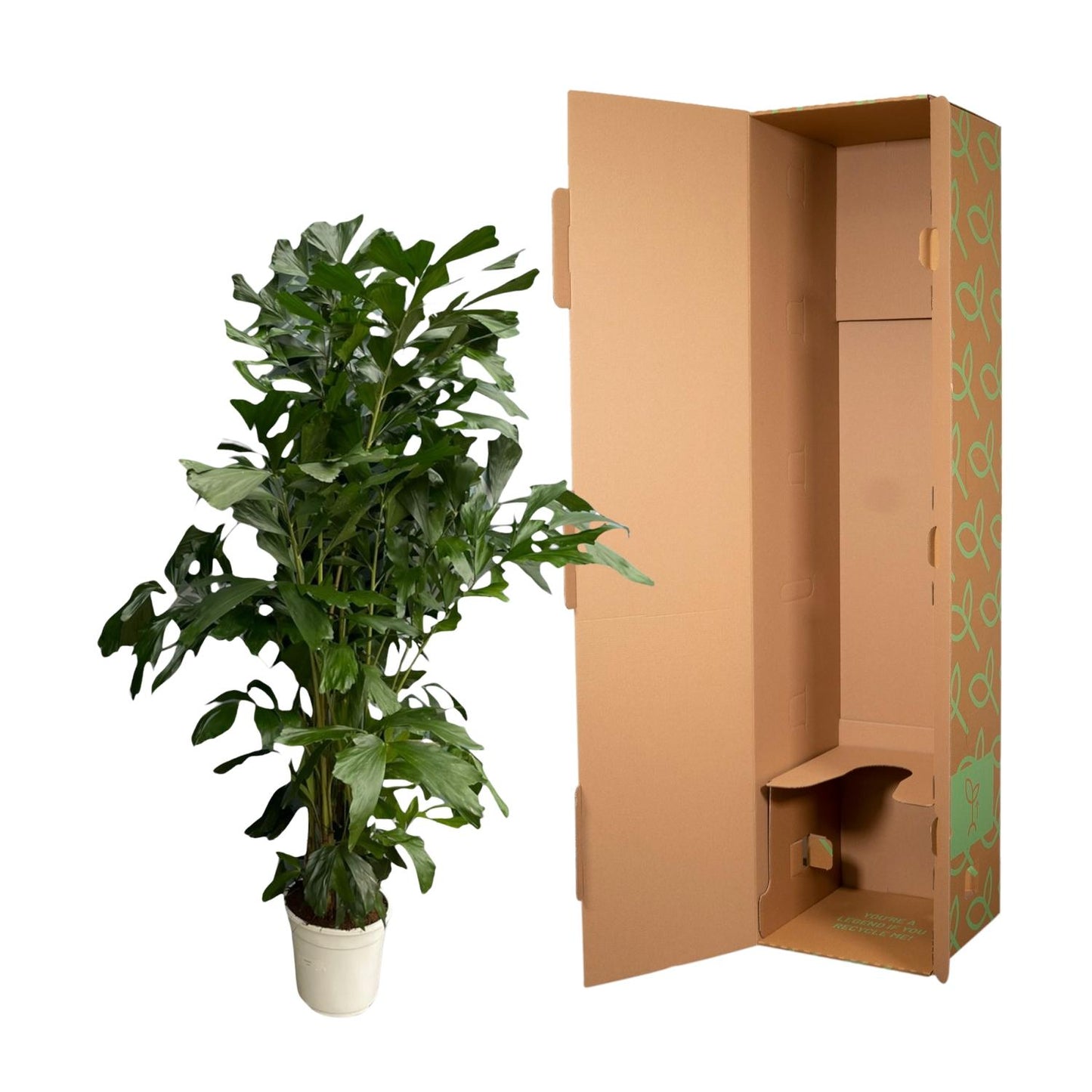 Caryota Mitis - 180 cm