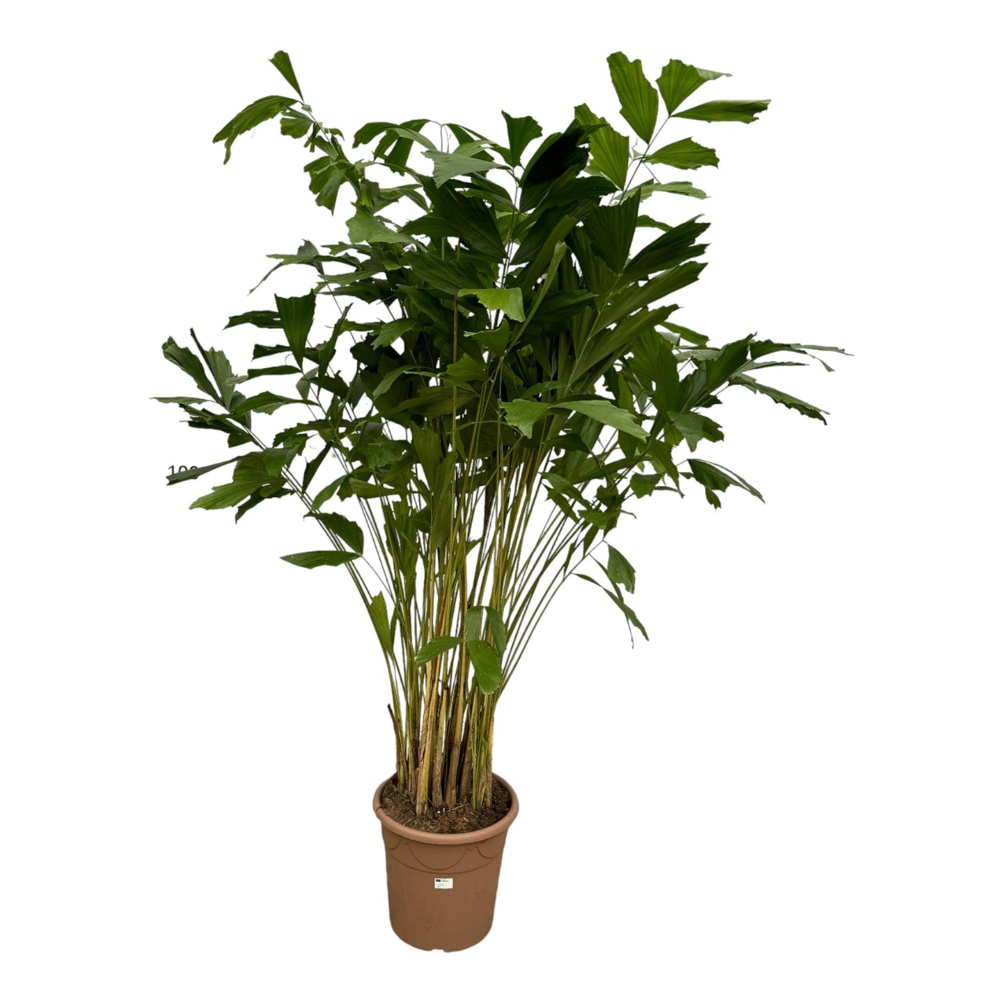 Caryota Mitis - 250 cm