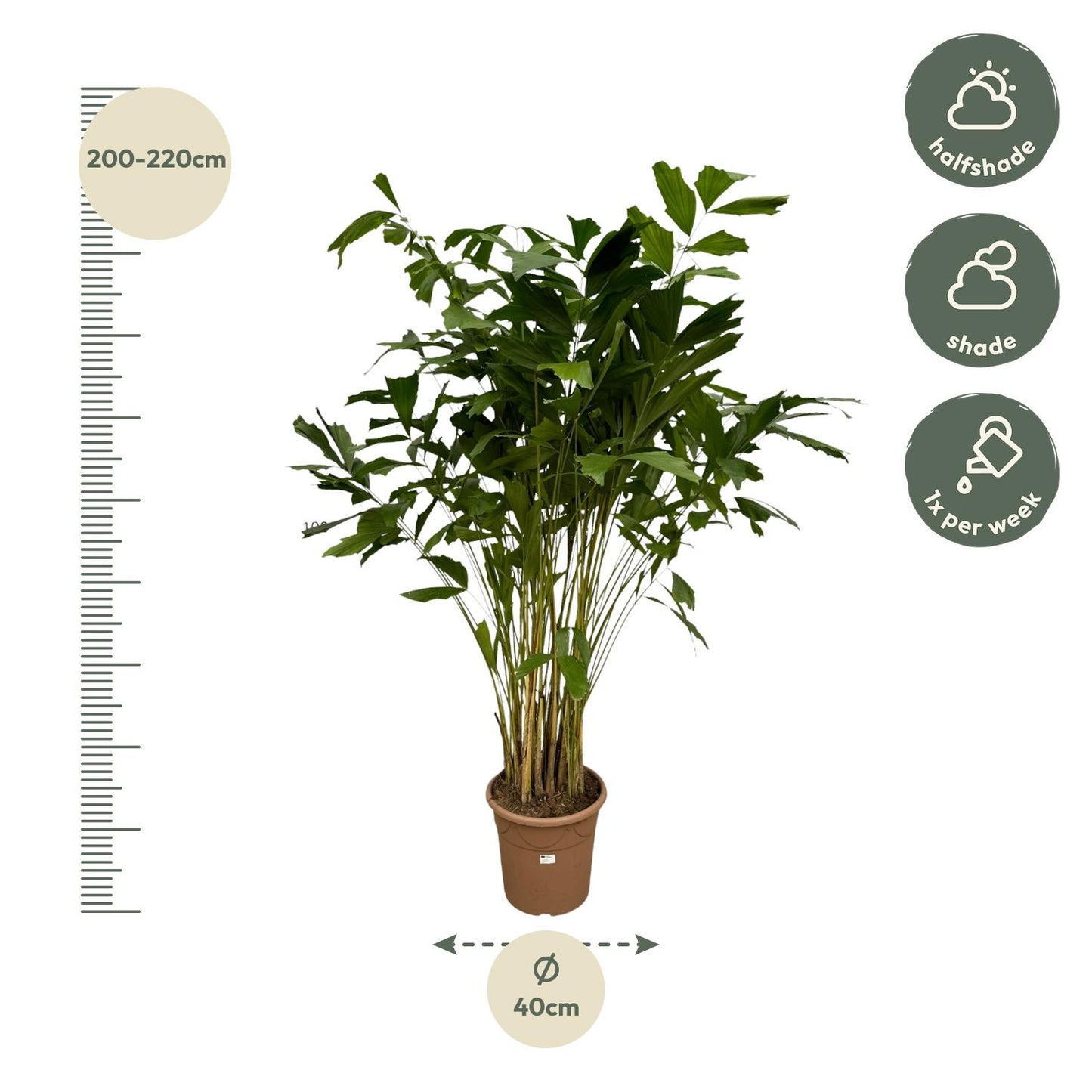 Caryota Mitis - 250 cm