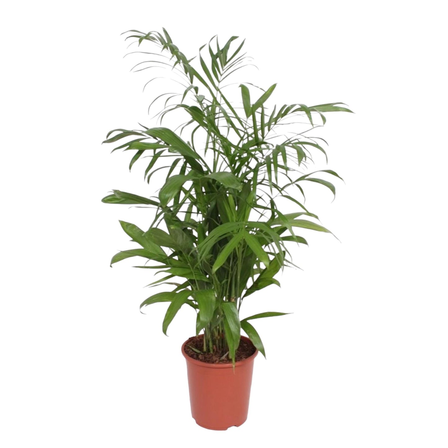 Chamaedorea Seifrizii - 140 cm - Forest Plants