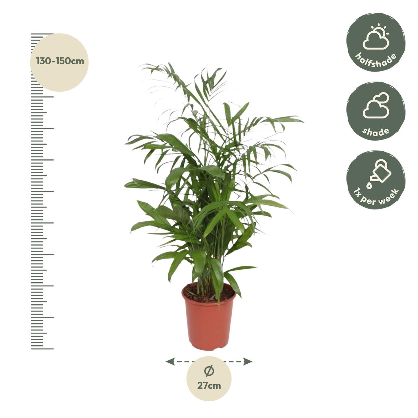 Chamaedorea Seifrizii - 140 cm - Forest Plants