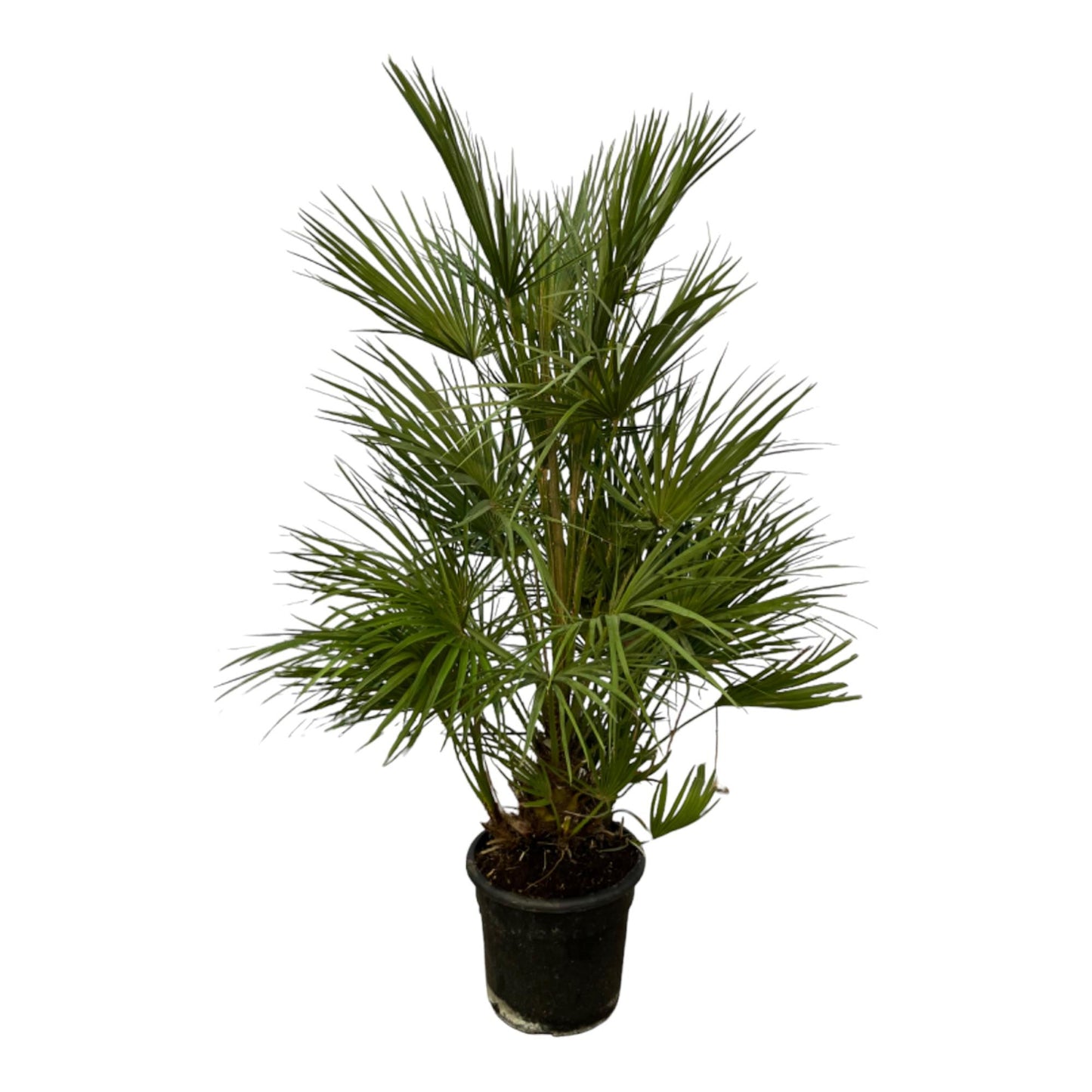 Chamaerops Humilis - 130 cm