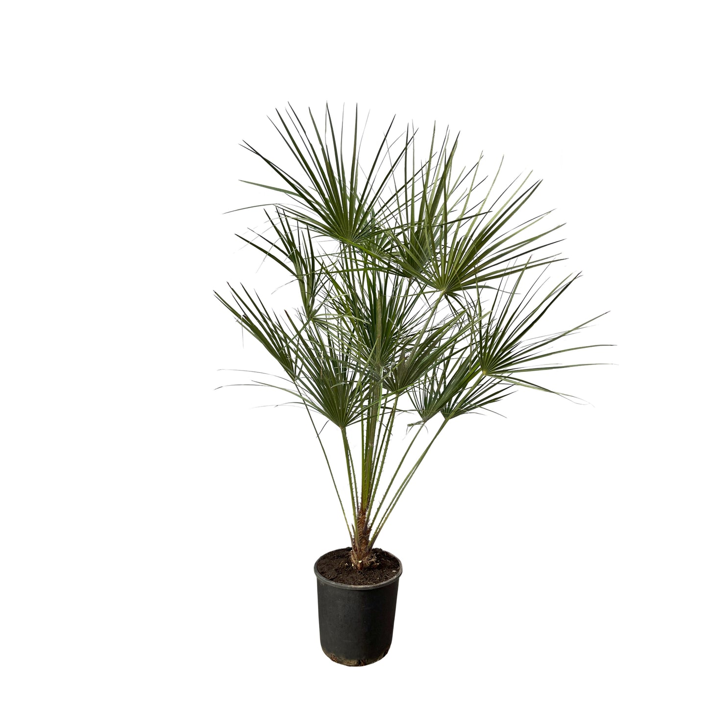Chamaerops Humilis op stam - 160 cm