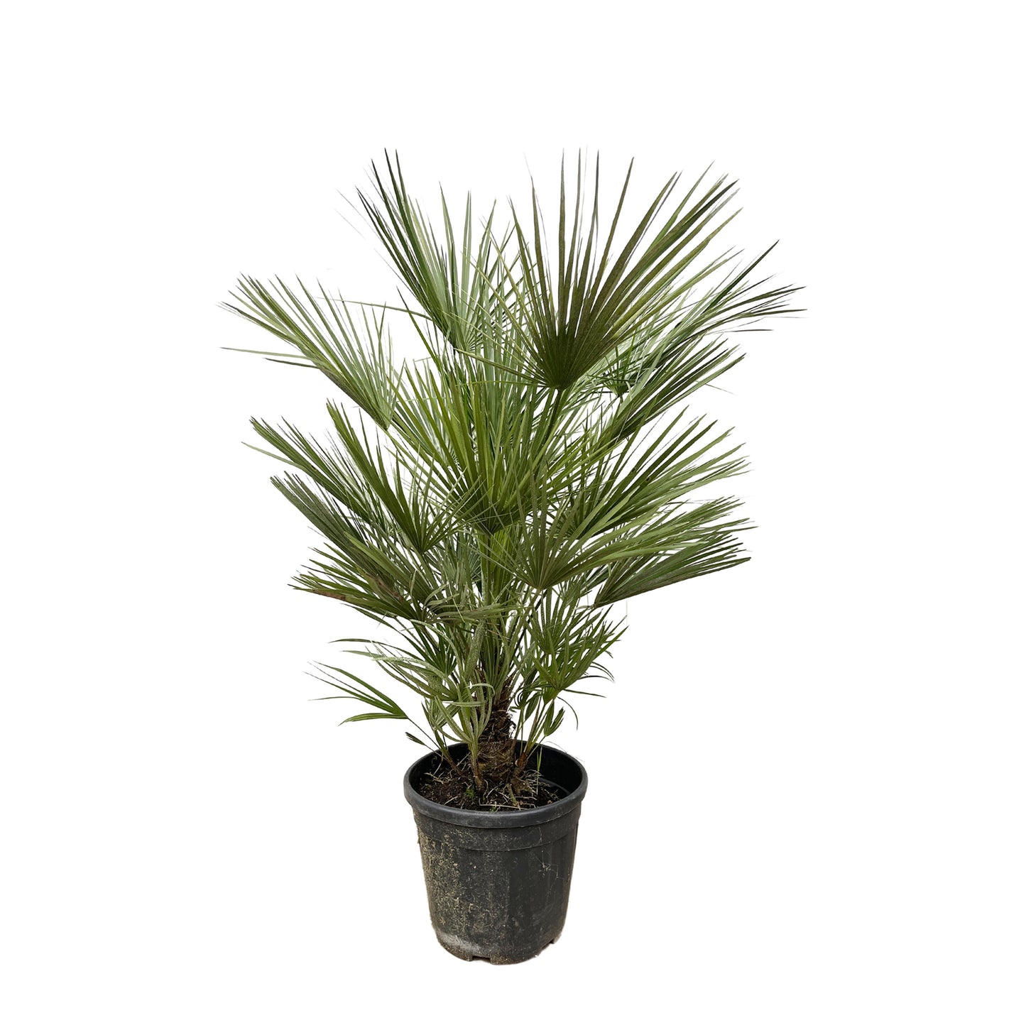 Chamaerops Humilis - 150 cm - Forest Plants