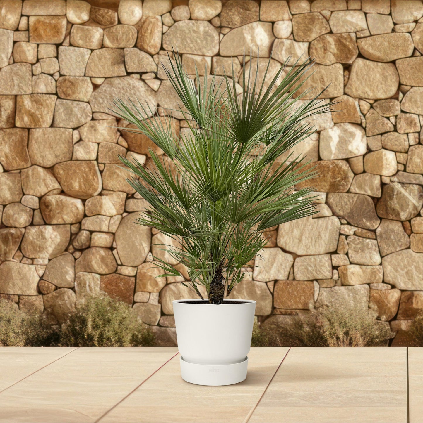 Chamaerops Humilis - 150 cm - Forest Plants