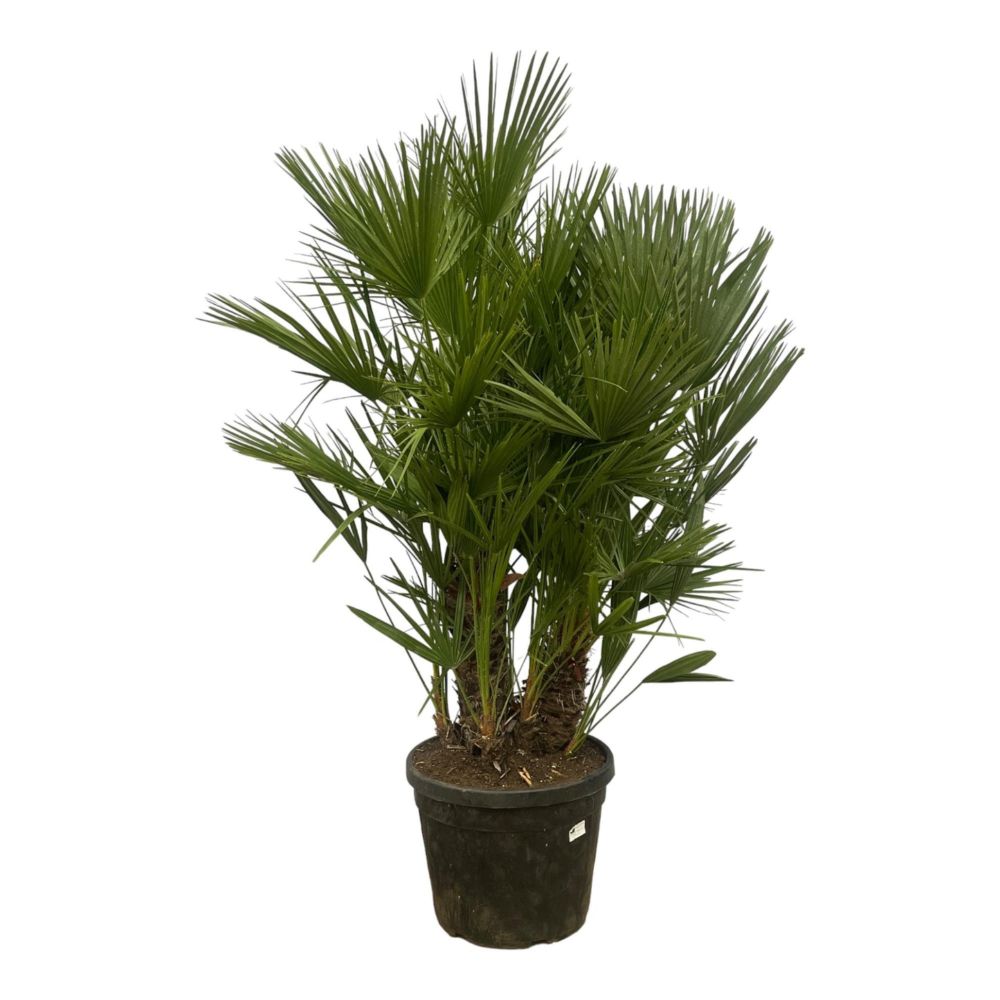 Chamaerops Humilis multi stam - 160-180 cm