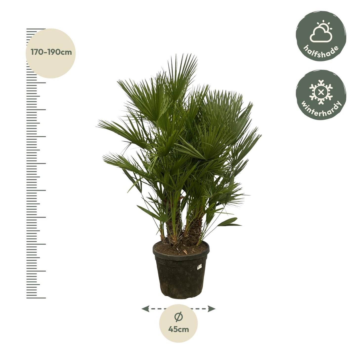 Chamaerops Humilis multi stam - 160-180 cm
