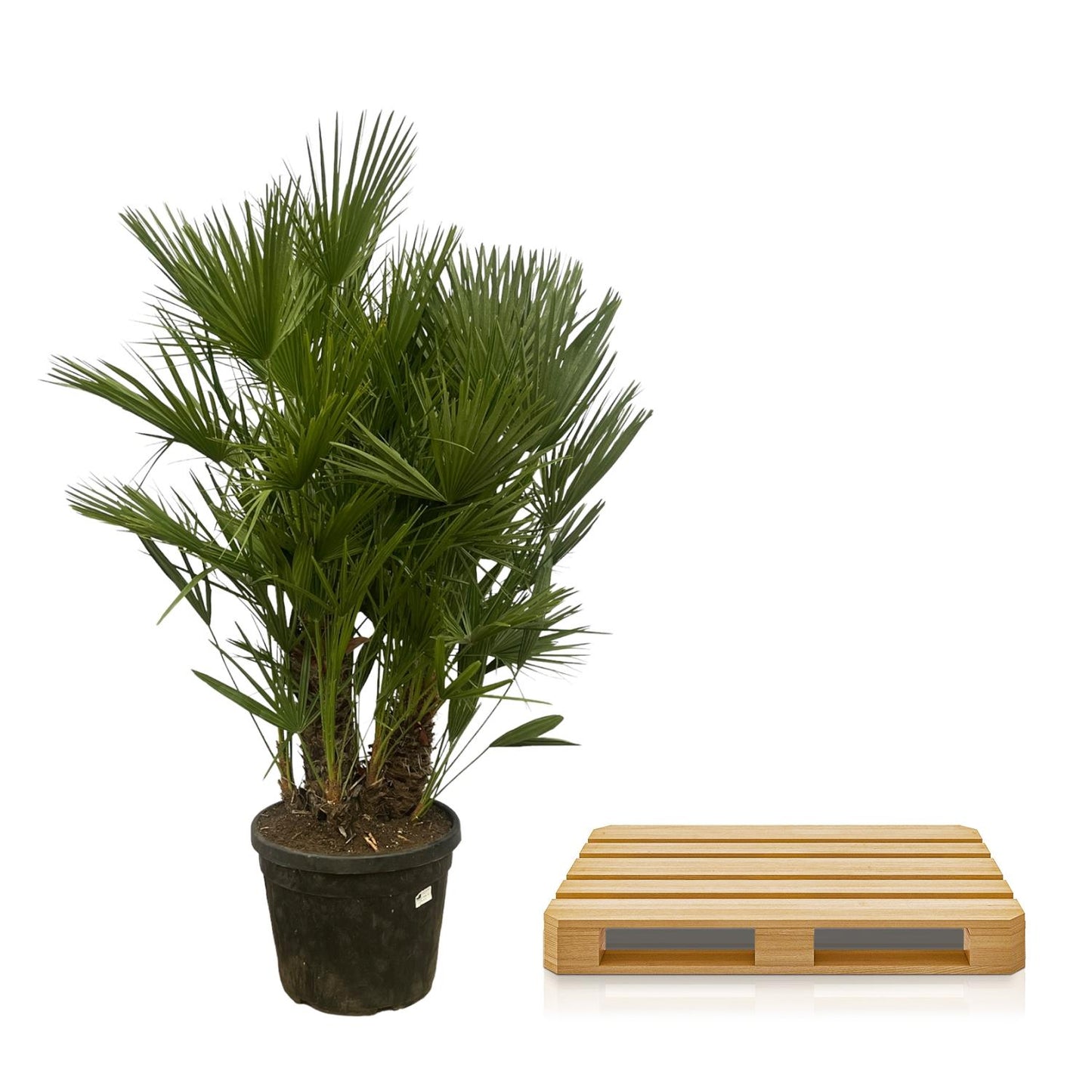 Chamaerops Humilis multi stam - 160-180 cm
