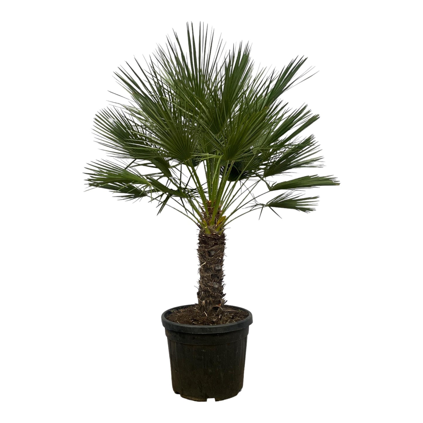 Chamaerops Humilis op stam - 150 cm