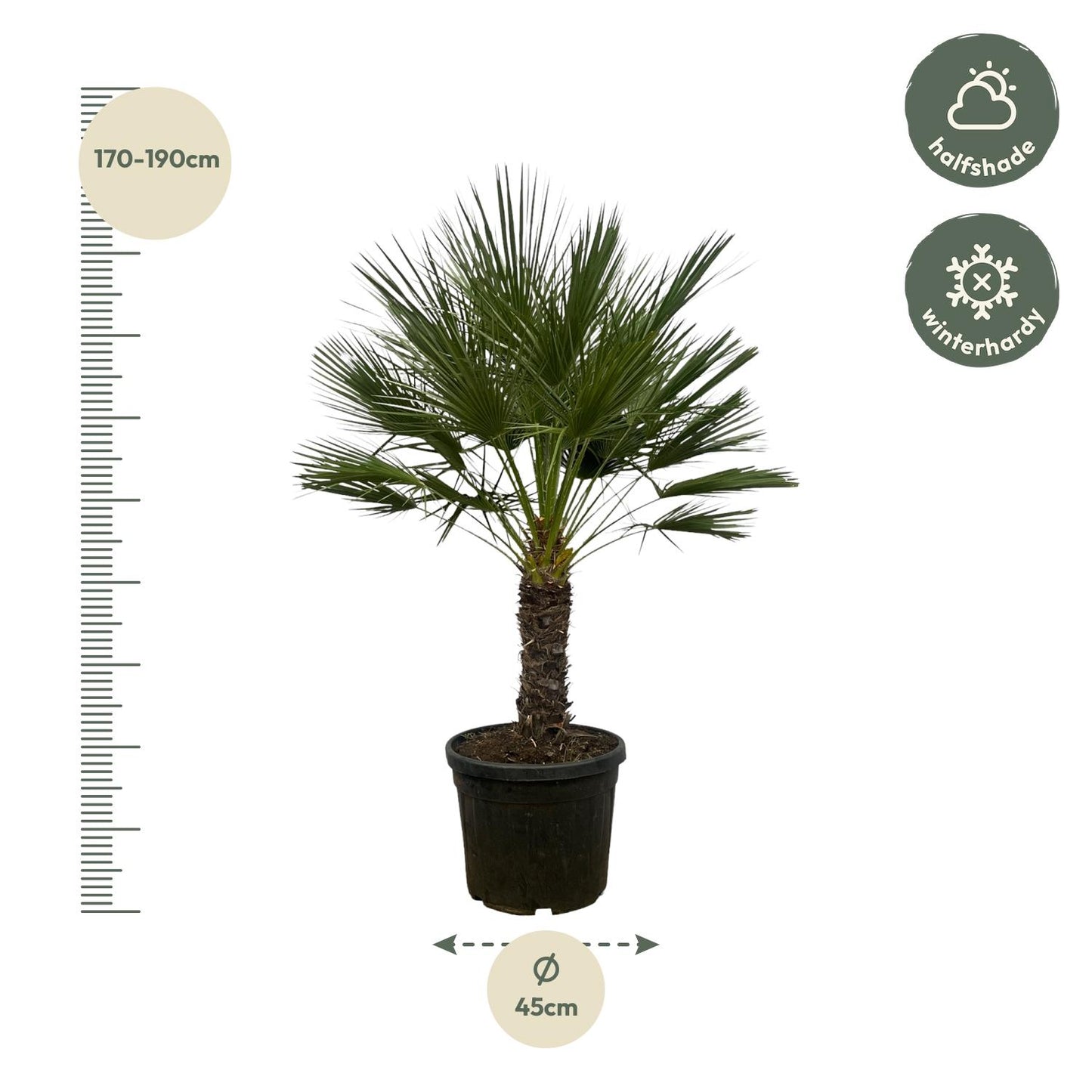 Chamaerops Humilis op stam - 150 cm
