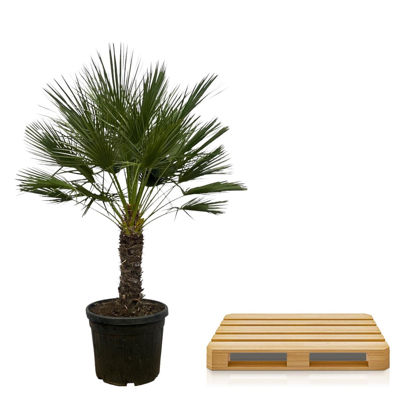Chamaerops Humilis op stam - 150 cm
