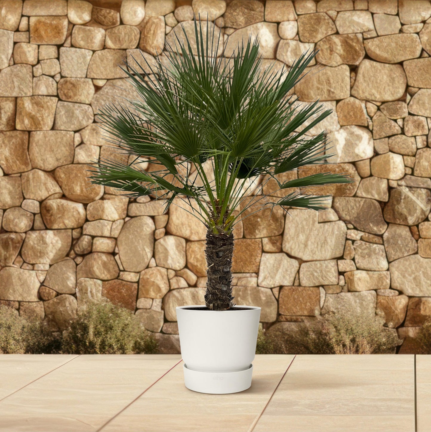 Chamaerops Humilis op stam - 150 cm
