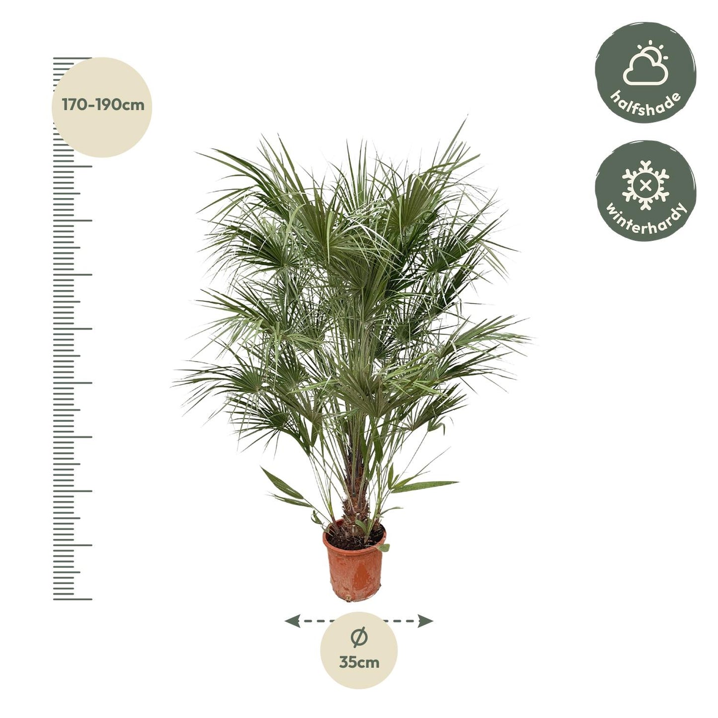 Chamaerops Humilis struik - 170 cm - Forest Plants