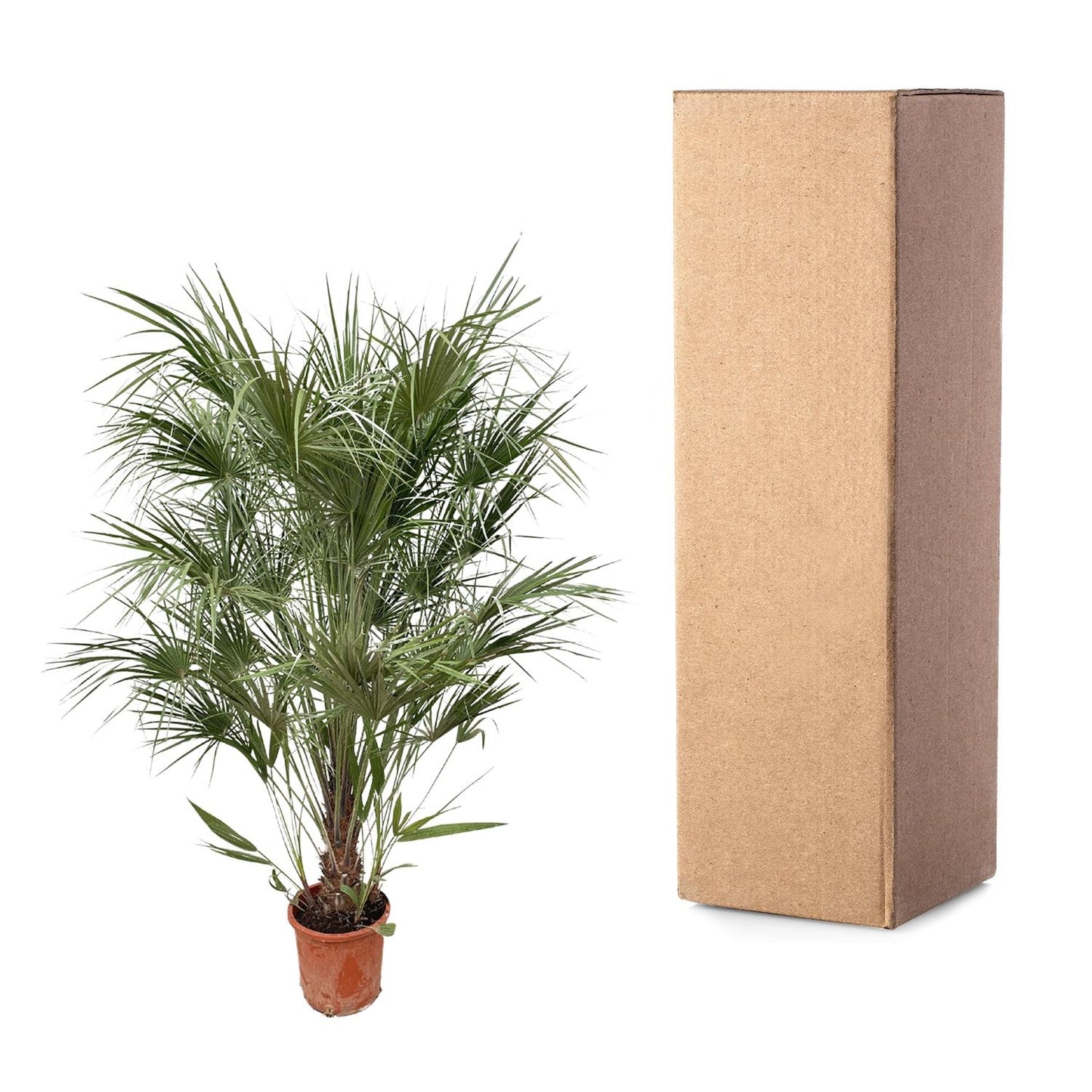 Chamaerops Humilis struik - 170 cm - Forest Plants