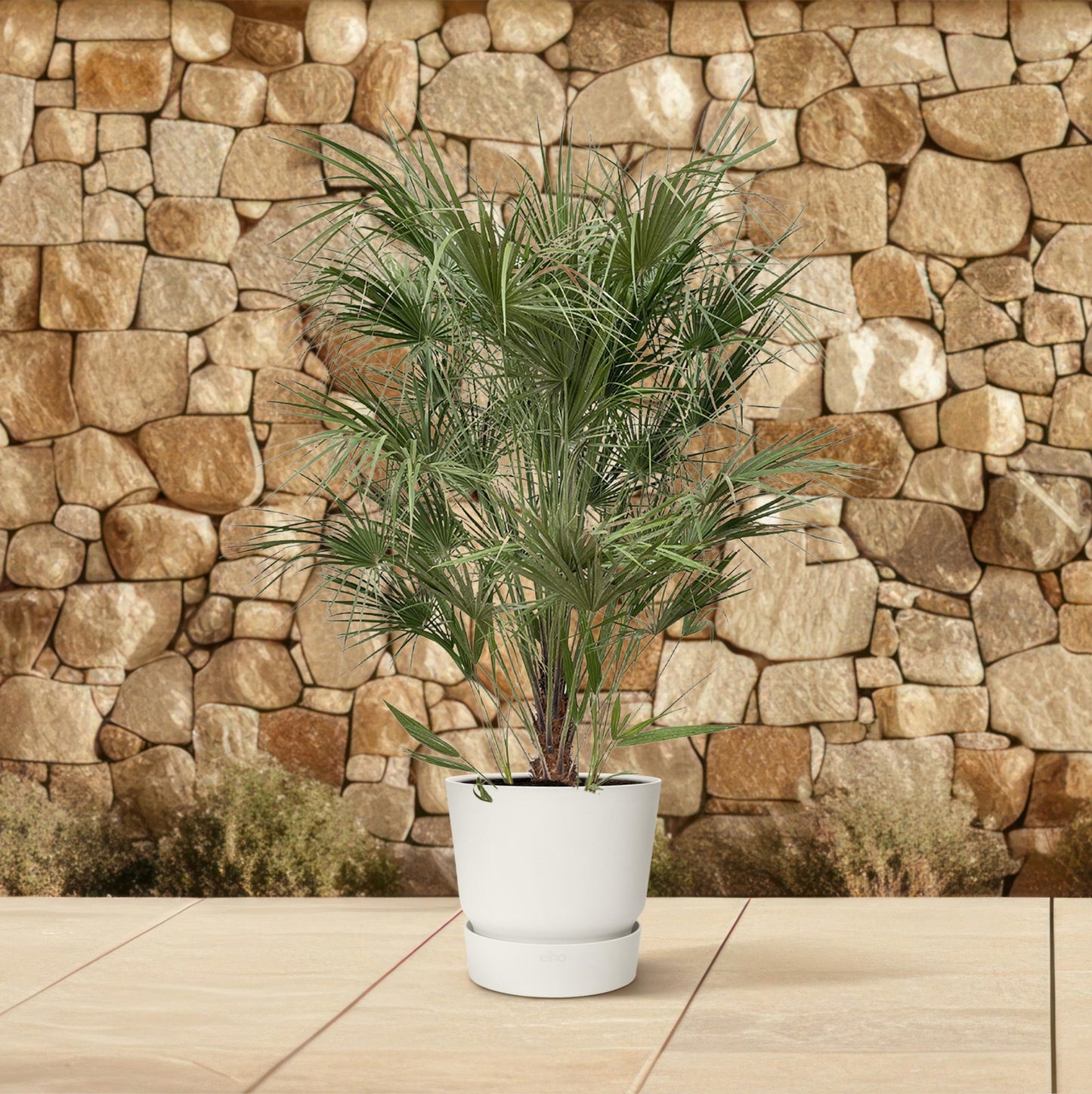 Chamaerops Humilis struik - 170 cm - Forest Plants