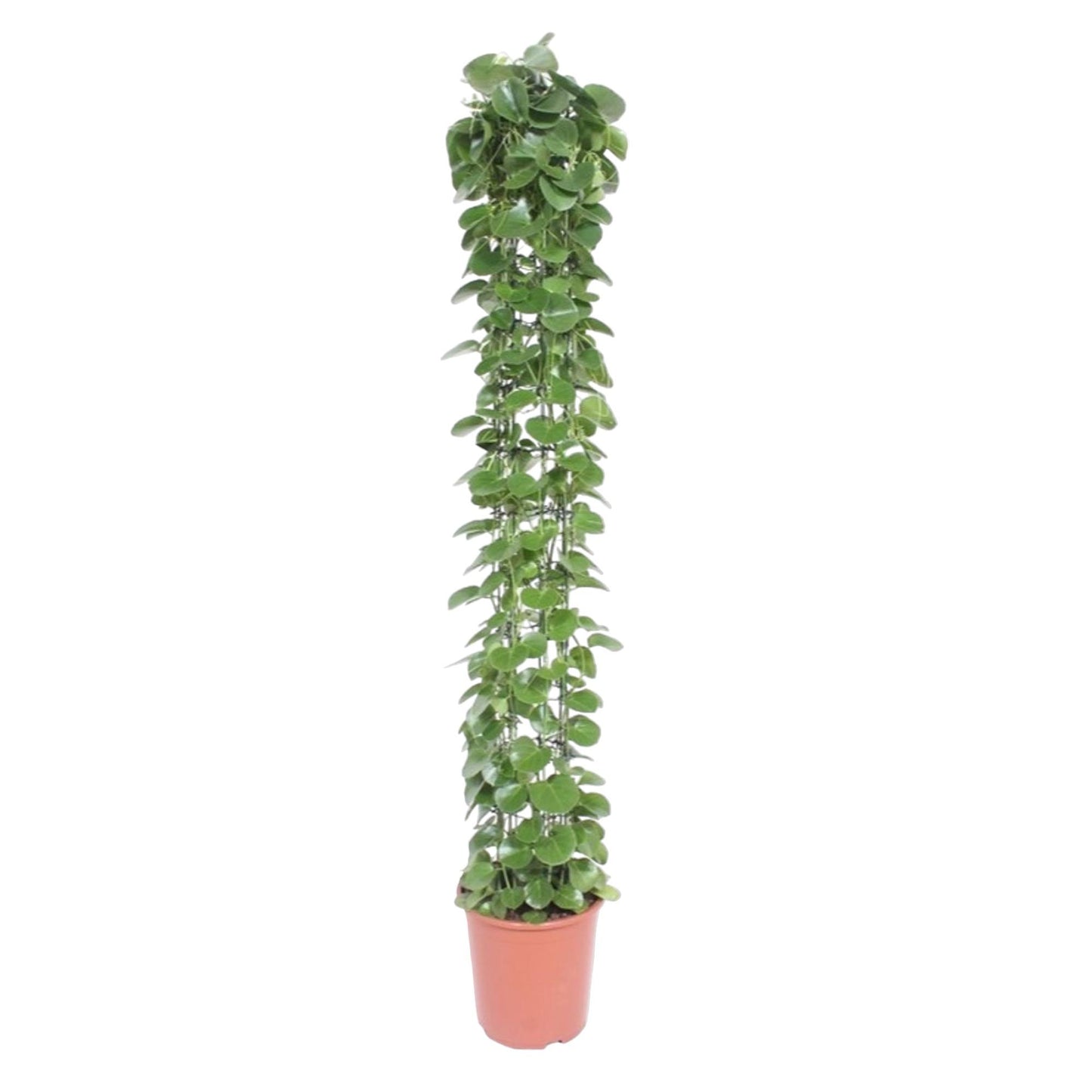 Cissus rotundifolia gaasrek - 160 cm - Forest Plants