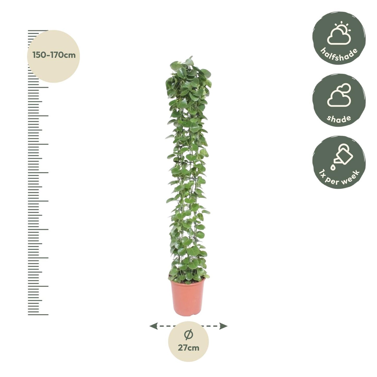 Cissus rotundifolia gaasrek - 160 cm - Forest Plants