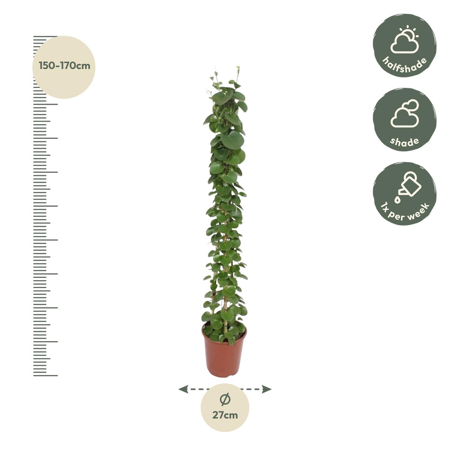 Cissus rotundifolia pyramide - 160 cm - Forest Plants