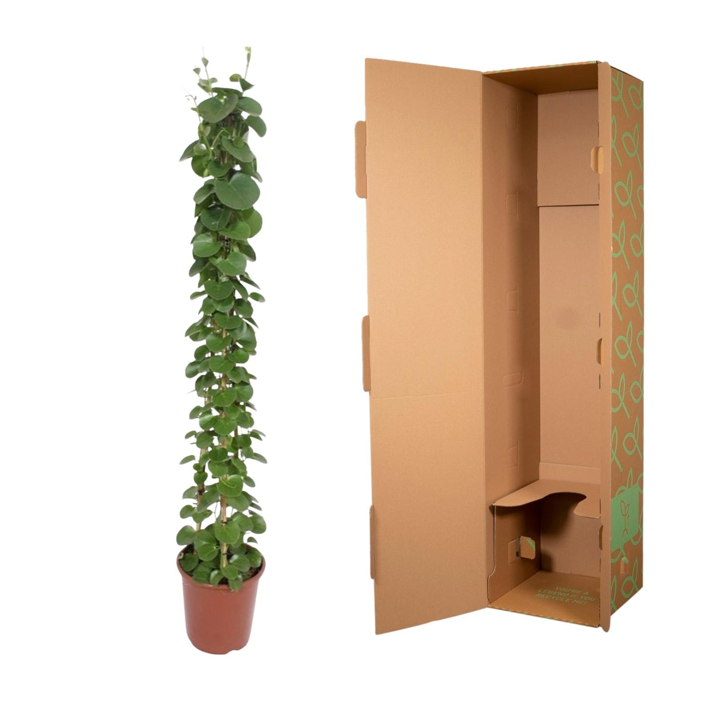Cissus rotundifolia pyramide - 160 cm - Forest Plants