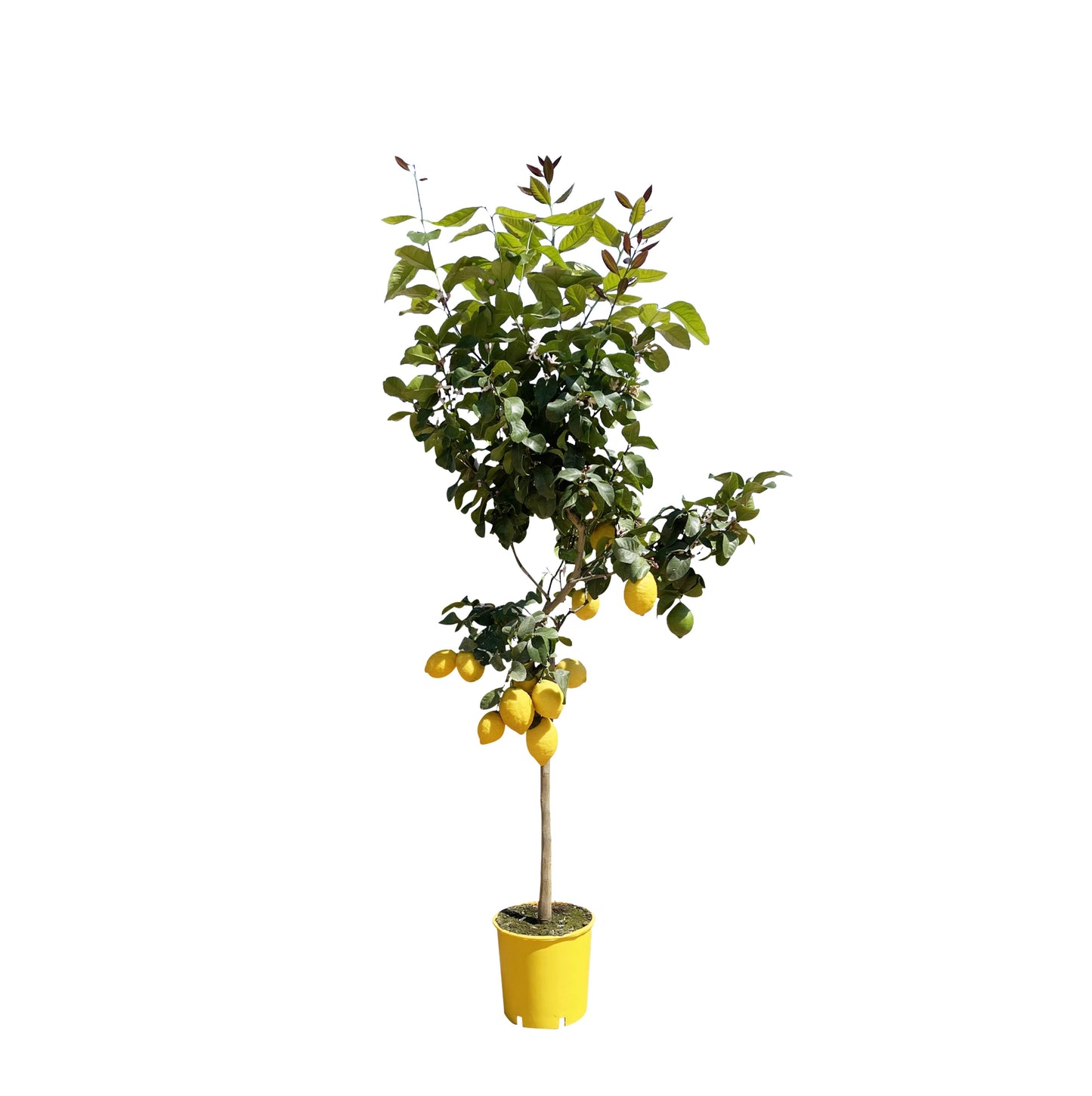 Citroenboom - 150 cm - Forest Plants