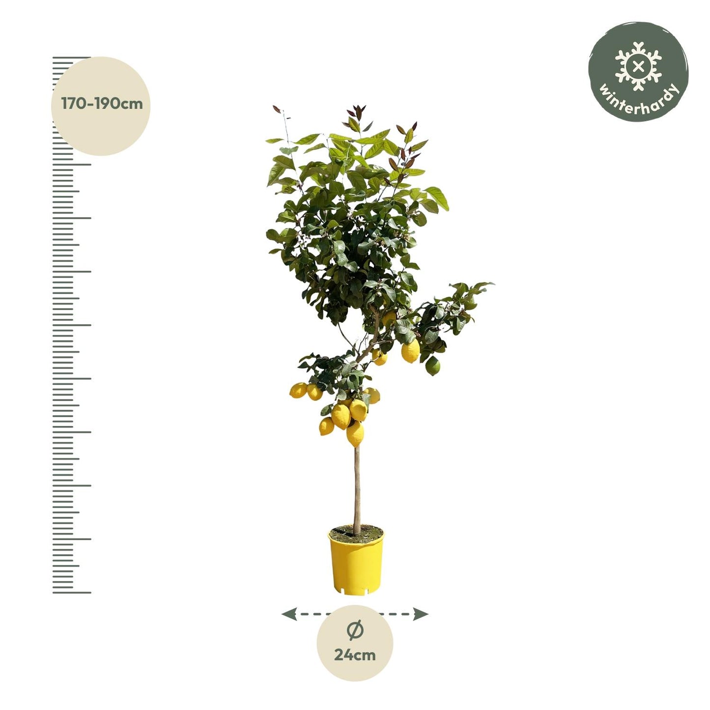 Citroenboom - 150 cm - Forest Plants