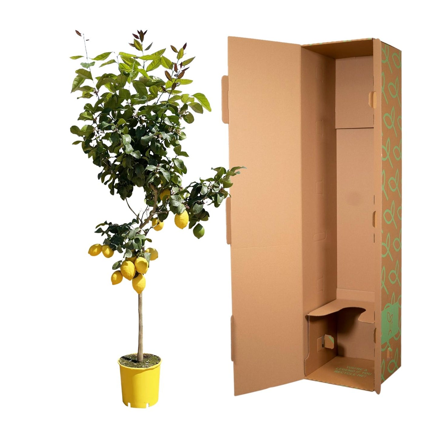 Citroenboom - 150 cm - Forest Plants