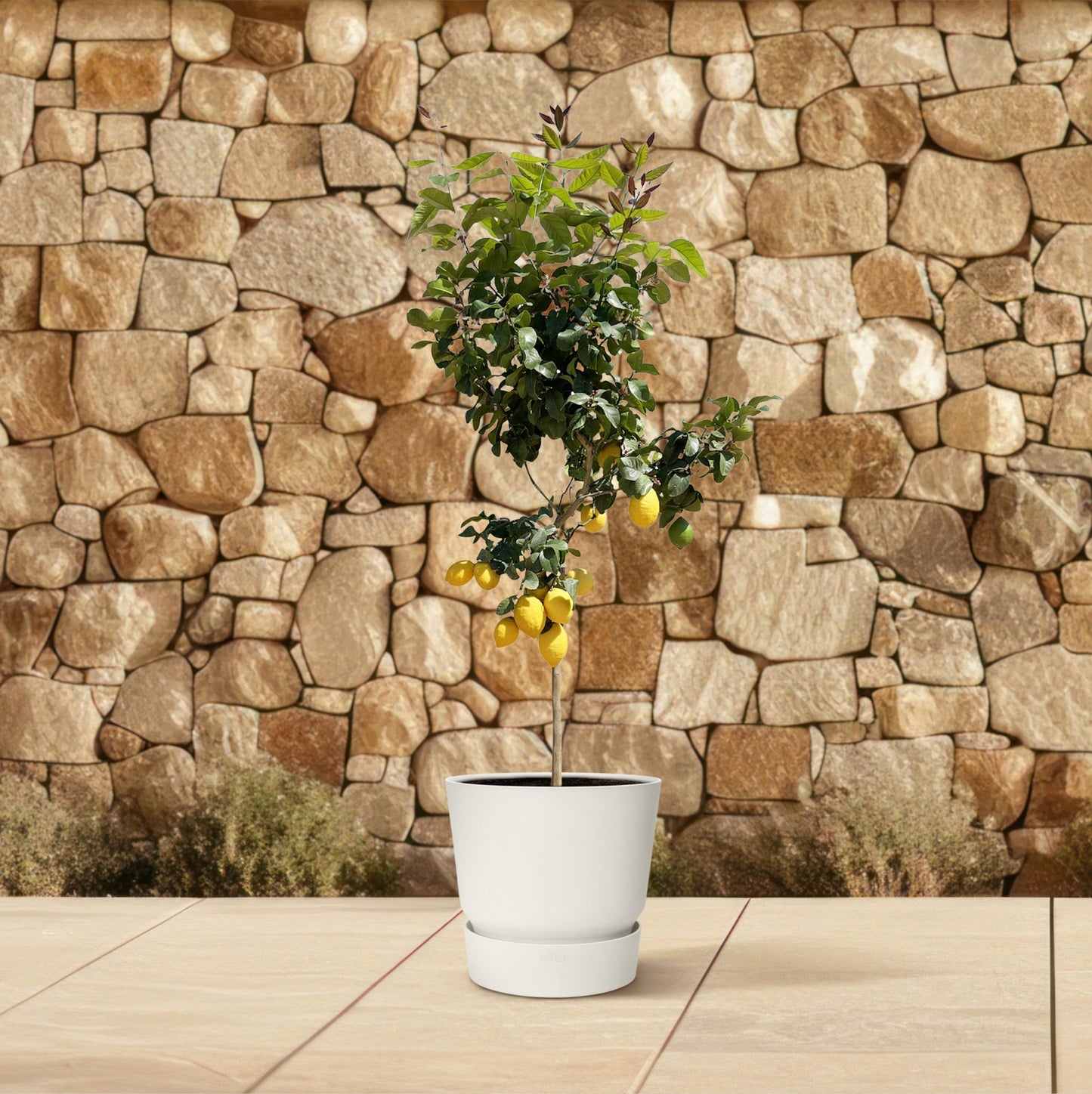 Citroenboom - 150 cm - Forest Plants