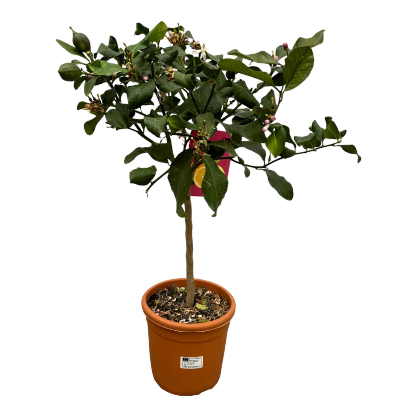 Citrus Lemon - 80 cm