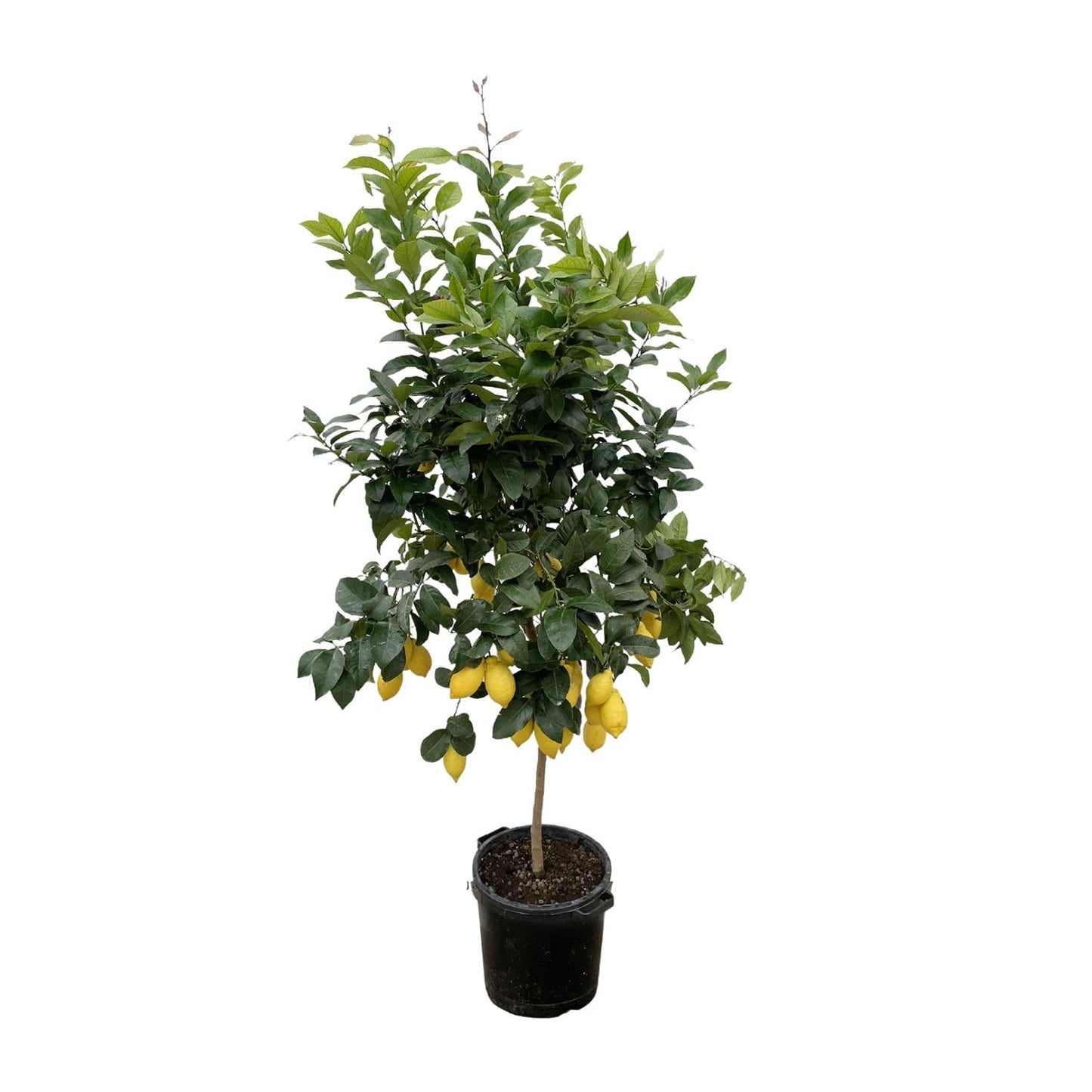 Citrus Lemon - 200 cm - Forest Plants