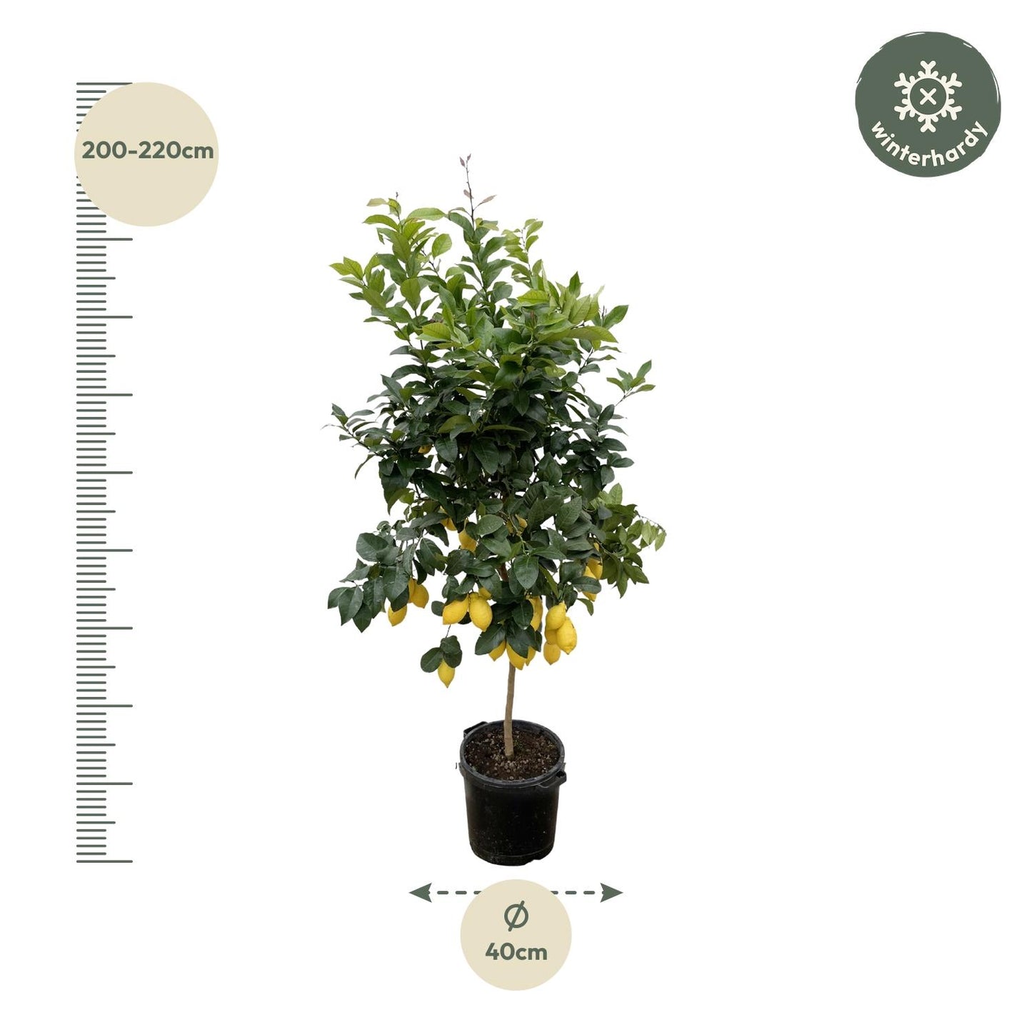 Citrus Lemon - 200 cm - Forest Plants