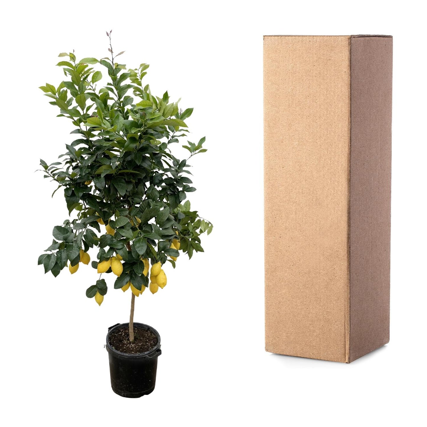 Citrus Lemon - 200 cm - Forest Plants
