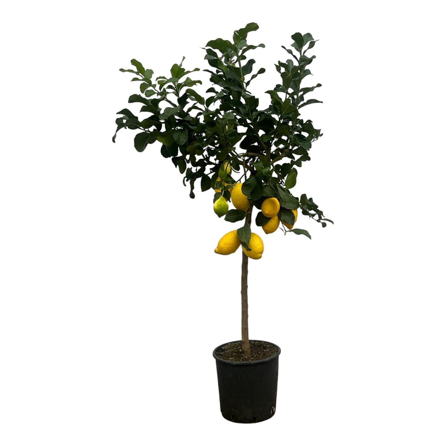 Citrus Lemon (Citroenboom) - 150 cm