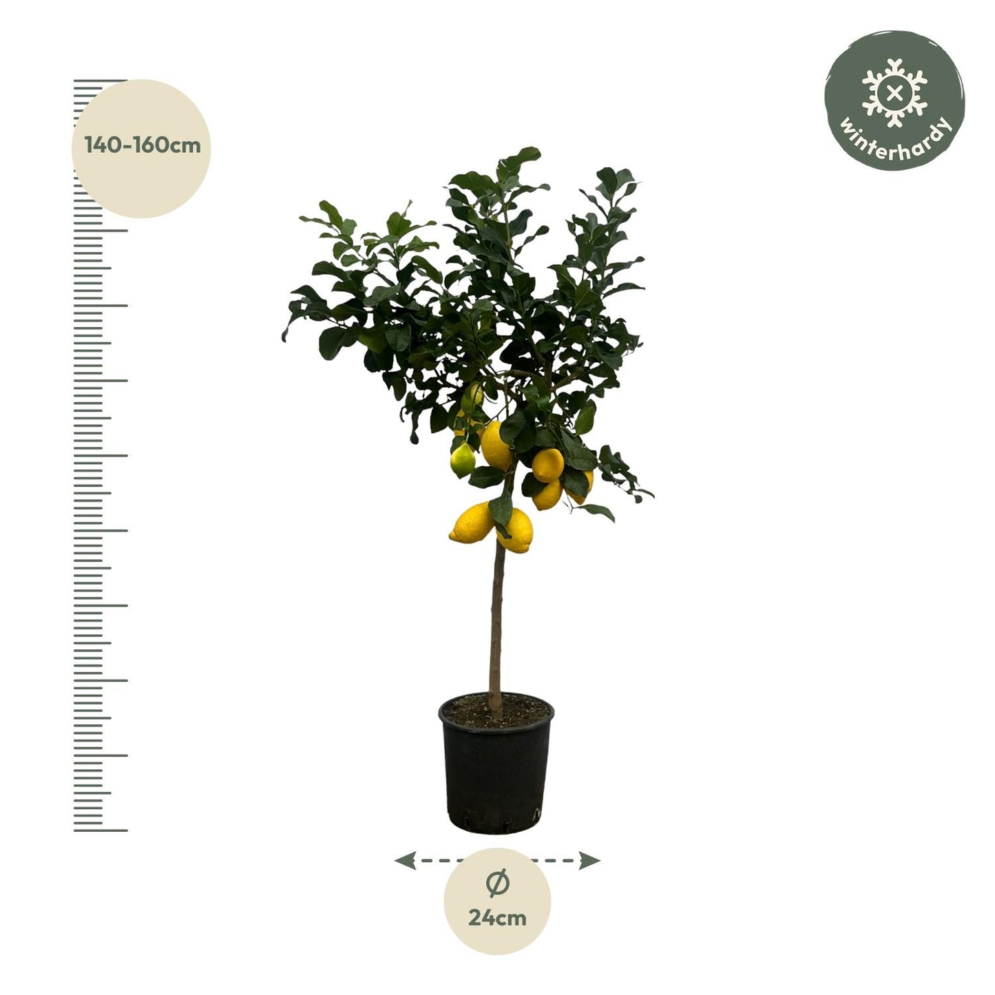 Citrus Lemon (Citroenboom) - 150 cm