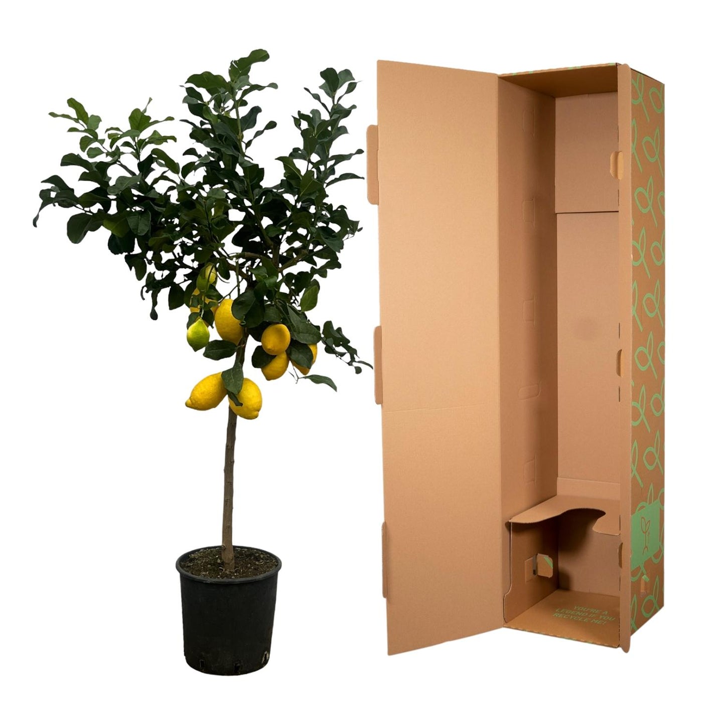Citrus Lemon (Citroenboom) - 150 cm