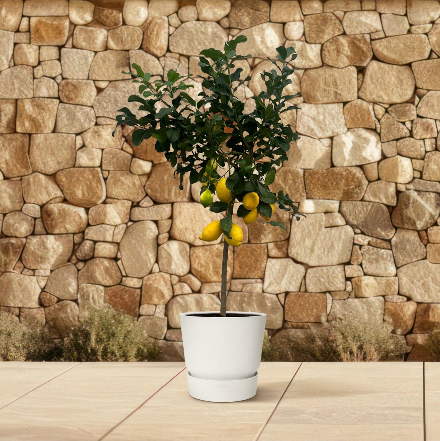 Citrus Lemon (Citroenboom) - 150 cm