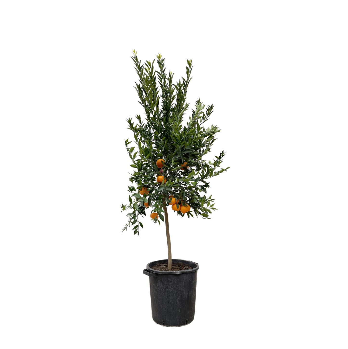 Citrus Mandarino - 200 cm - Forest Plants