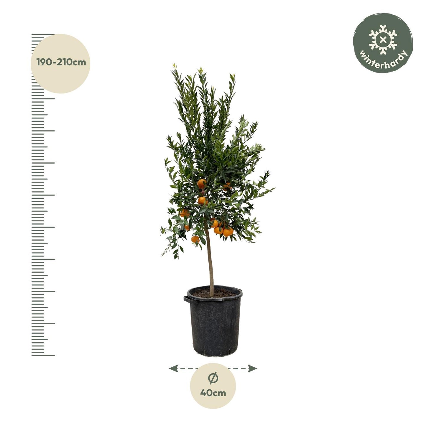 Citrus Mandarino - 200 cm - Forest Plants