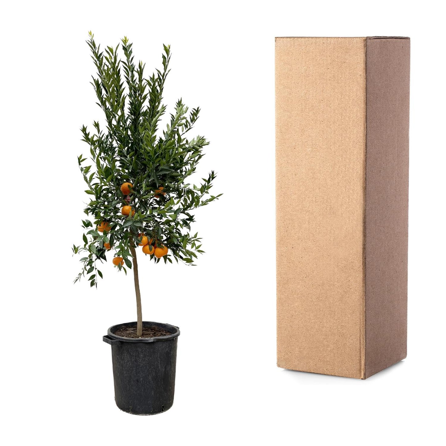 Citrus Mandarino - 200 cm - Forest Plants